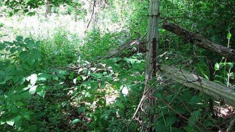 Re-Claimed by Nature - Valley-Farm-J.-Palmer-Home34.jpg