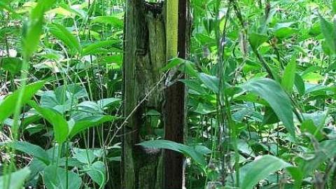 Re-Claimed by Nature - Valley-Farm-J.-Palmer-Home35.jpg