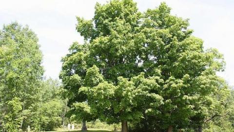June 2016 - Kingston-Cemetery1.jpg
