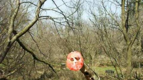 Freaky Forested Farm - SAM_1901.jpg