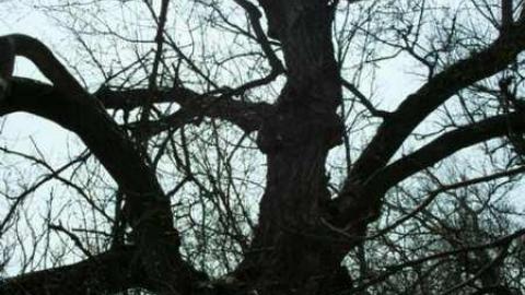 Freaky Forested Farm - SAM_1935.jpg