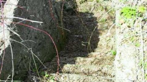 Freaky Forested Farm - SAM_1936.jpg