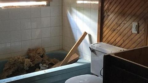 Broken Glass & Treehouse photo 2