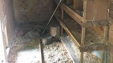 Steamy Summer Day - Ricks-Chicks14.jpeg