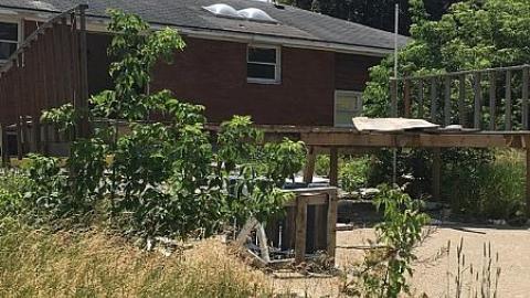 Steamy Summer Day - Ricks-Chicks7.jpeg