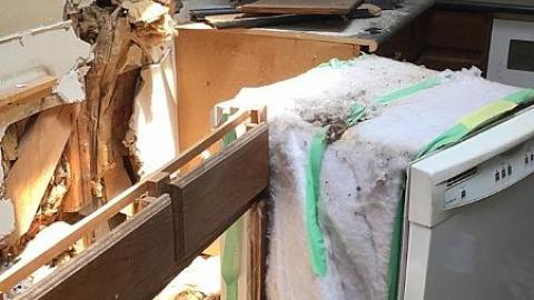 Steamy Summer Day - Ricks-Chicks17.jpeg