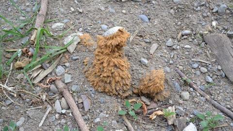 June 2016 - Garage-Across-from-Camp-3034.jpg