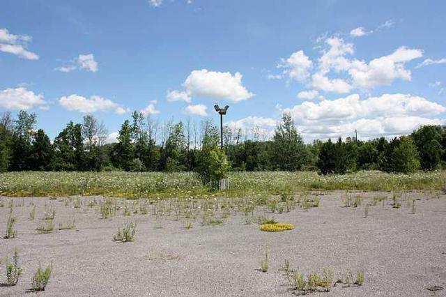 Wedded Bliss - Ottawa, Ontario