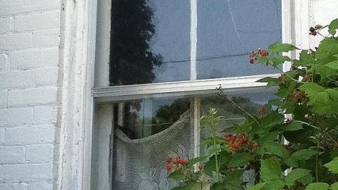 White house - White-House-in-Bloom1.jpeg