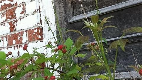 White house - White-House-in-Bloom4.jpeg