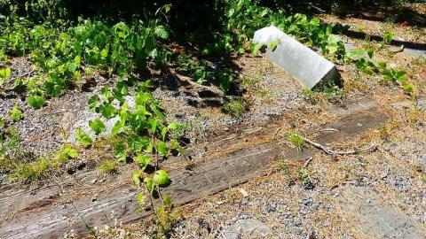 Midhurst Pioneers - The-Midhurst-Pioneer-Cemetery16.jpg