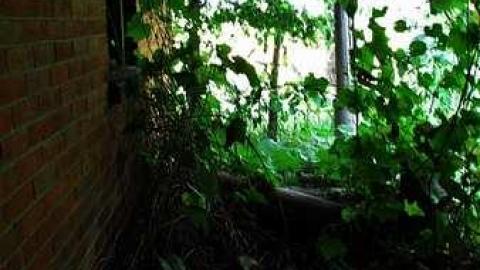 Buzzin' - Brick-house-on-Mulmur-Line-469.jpg