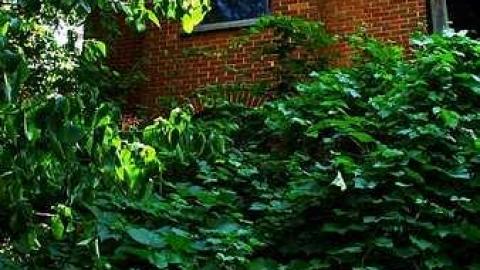 Buzzin' - Brick-house-on-Mulmur-Line-459.jpg