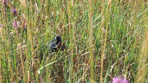 August 2016 - The-Dot16.jpg