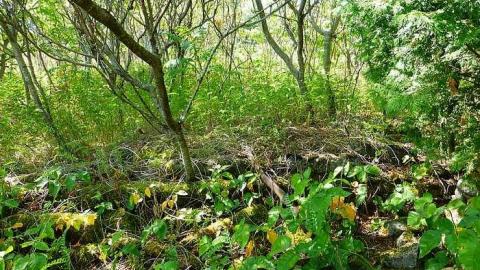 Red Cloud 2 - Red-Cloud-(ghost-town)44.jpg