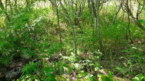 Red Cloud (ghost town) photo 4