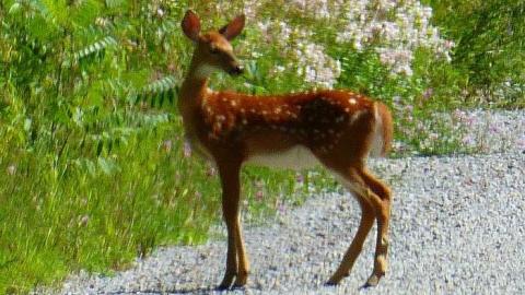 Red Cloud 2 - Red-Cloud-(ghost-town)75.jpg