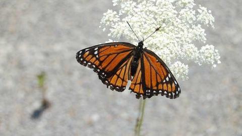 Ghost Factory - Dufferin-Concrete65.jpg