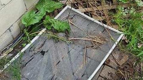 Mapleview Condemned Bungalows - v-20160820_163044.jpg