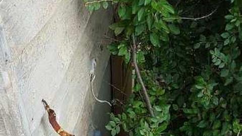 Mapleview Condemned Bungalows - v-20160820_163219.jpg