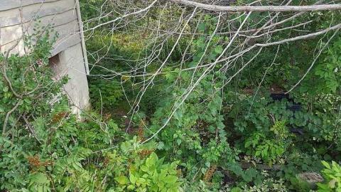 Mapleview Condemned Bungalows - l-20160820_163204.jpg