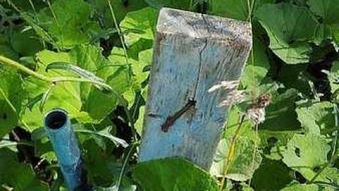 Mapleview Condemned Bungalows - k-20160820_163241.jpg