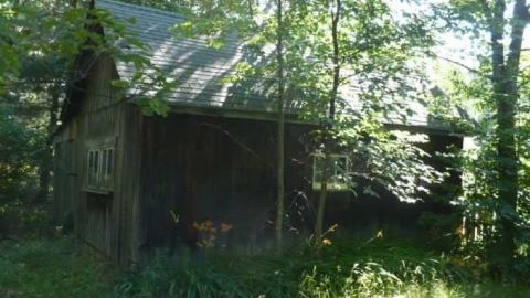 Bark this way - Barkway-(Black-Bill-Tragedy)48.jpg