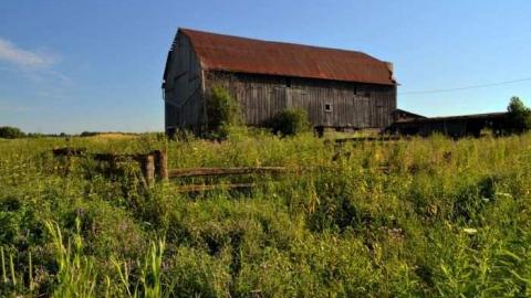 Halls Rd Farm - 2011-07-16, Farm on Halls Rd 010-1.jpg