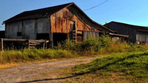 Halls Rd Farm - 2011-07-16, Farm on Halls Rd 037-1.jpg