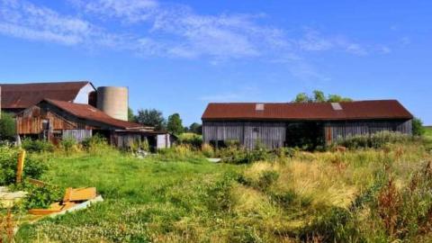 Halls Rd Farm - 2011-07-16, Farm on Halls Rd 027-1.jpg