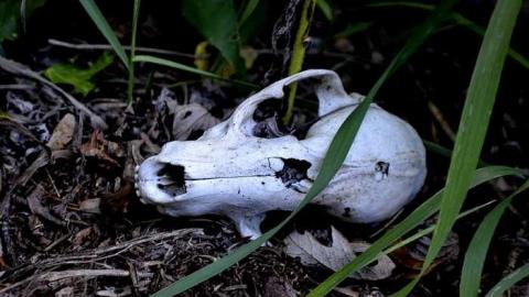 Bones and barrels - Tottenham-Hotspur8.jpg