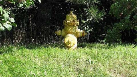 !Who Let The Dogs Out photo 4