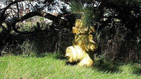 Doggone - !Who-Let-The-Dogs-Out3.jpg