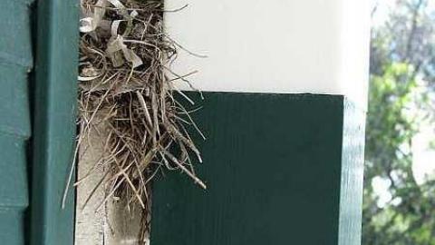 Doggone - !Who-Let-The-Dogs-Out9.jpg