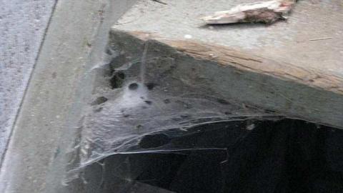 Gas Below - Grassy-and-Gassy28.jpg