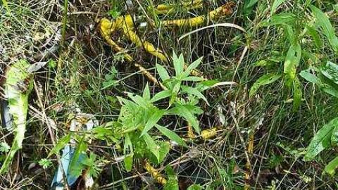 Frantic Angel - Frantic-Angel-House21.jpg