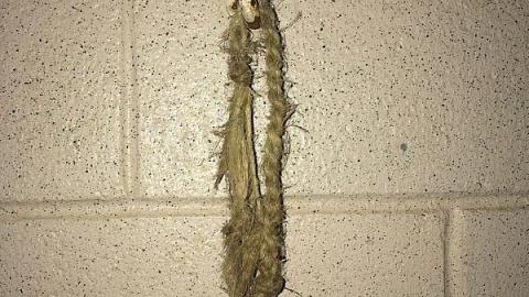 Harry Cocks House - Granny-Cocks-House14.jpeg