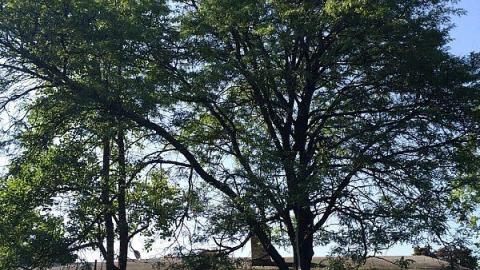 Ranch House - upimage.jpeg