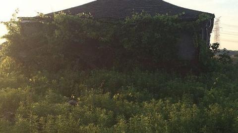 Abandoned shacks - Camp-Yungvelt2.jpeg