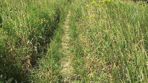 Menacing Wetlands - McKinnon-(ghost-town)12.jpeg