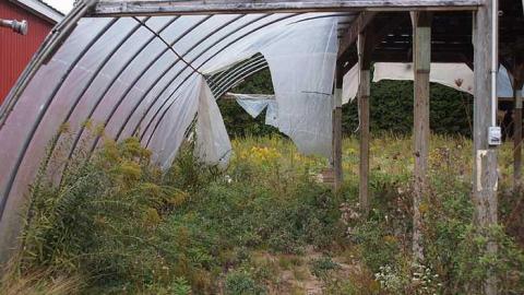 26/09/2016 - Rainy Greenhouse - Royal-City-Nursery5.jpg