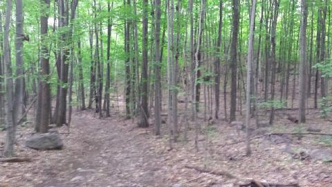 1950s Car Wreck - 1950s-car-wreck8.jpeg