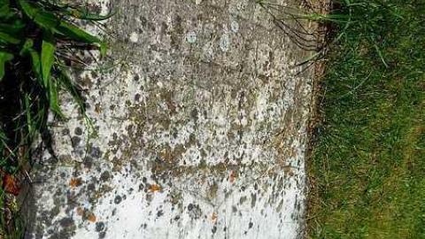 Family Tree - Carmel-Methodist7.jpg