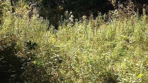 BeiersSwampFarm after 130 yrs  - Kilworthy-and-Store50.jpg