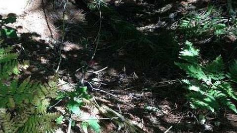 BeiersSwampFarm after 130 yrs  - Kilworthy-and-Store51.jpg