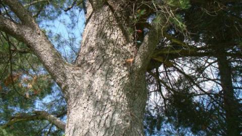 Gallery - DSC02526.jpg