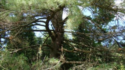 Gallery - DSC02528.jpg