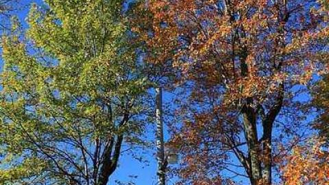 October 2016 - Coyne-Cemetery3.jpg