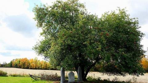 Fleming Cemetery photo 3