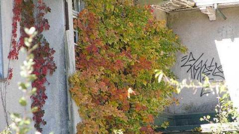 Spanish Cranberry - 17.jpg